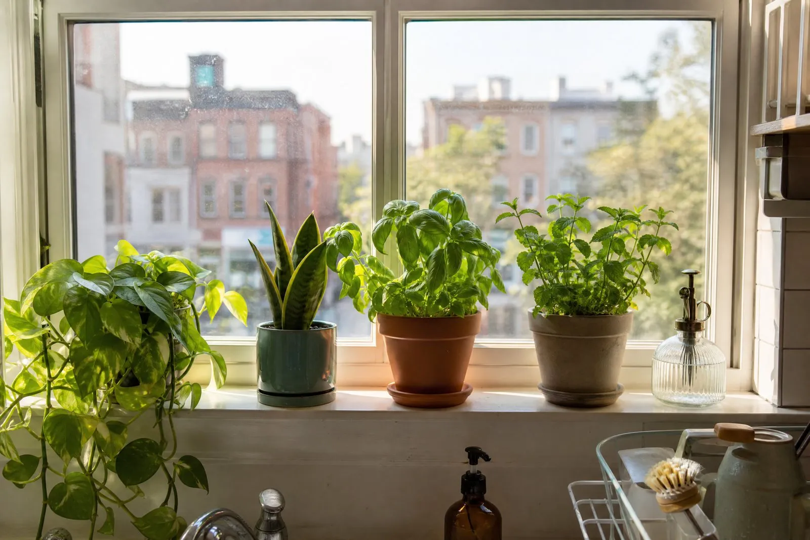 A bright apartment windowsill lined with healthy houseplants and small pots of herbs in morning light