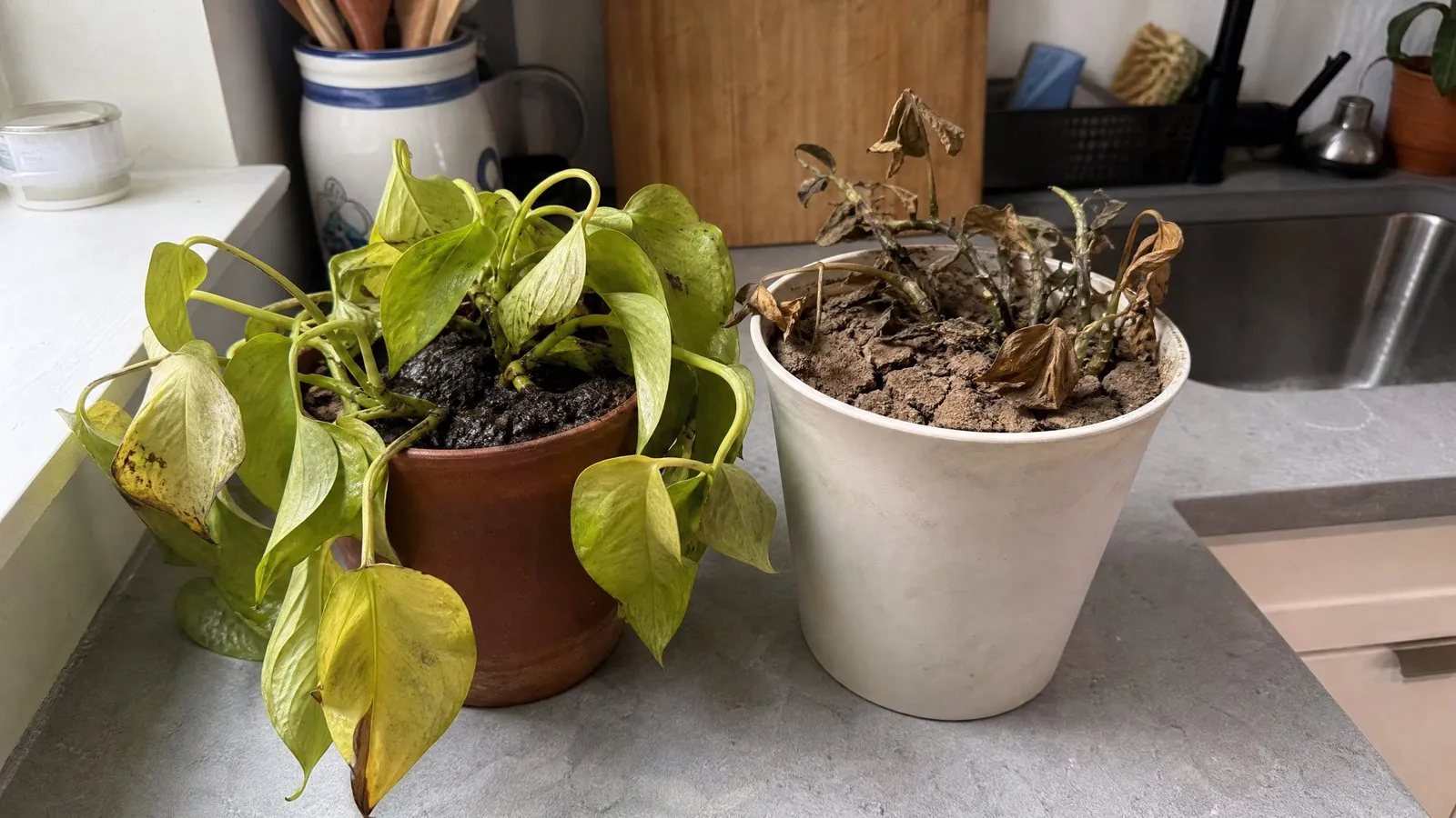 Two pots of the same plant side by side on a kitchen counter, one with yellow drooping leaves in dark wet soil and one with dry curled leaves in cracked dry soil, in natural light, realistic photography comparison.