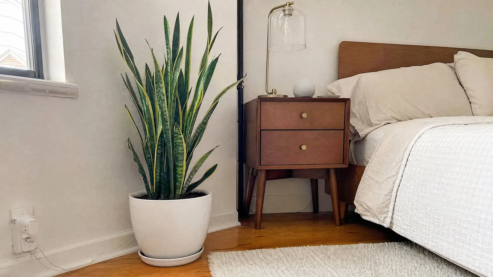 A tall snake plant in a white ceramic pot stands on the floor in a bedroom corner beside a nightstand and lamp, lit by soft natural light in a real home.