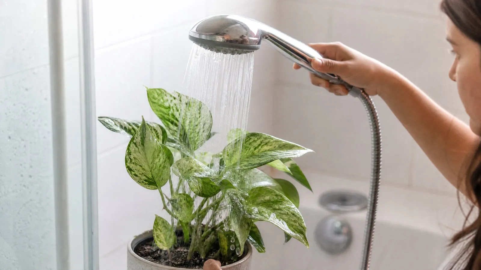 A woman rinses a potted plant with fine stippled leaves under a shower in her bathroom, faint webbing visible on the undersides of the leaves, in natural light, in a realistic everyday scene.