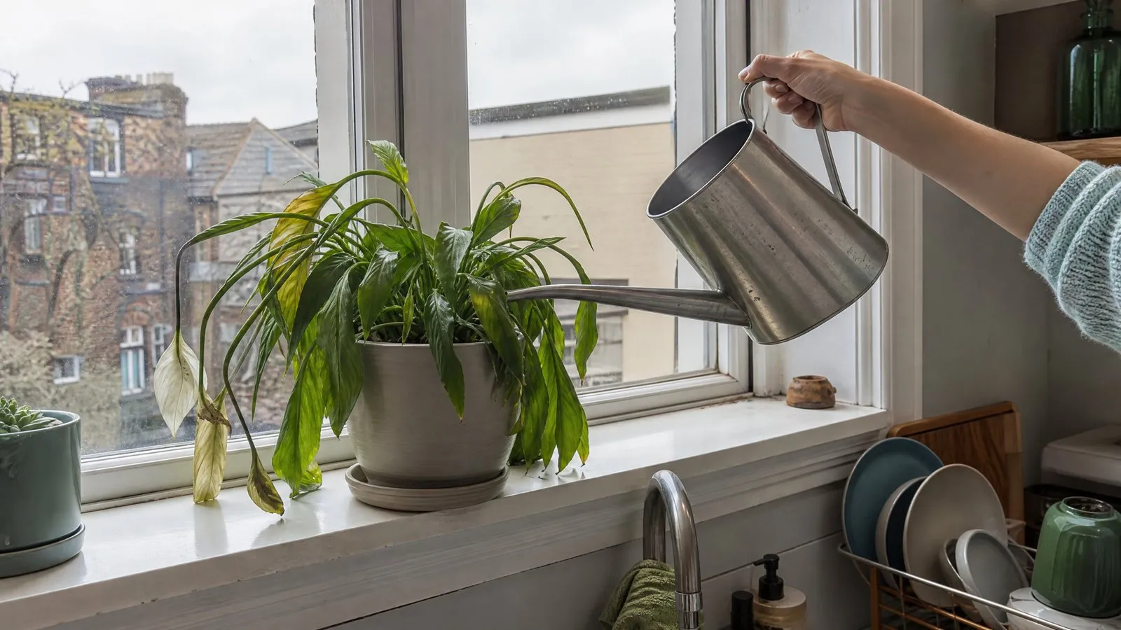 A peace lily with clearly wilting leaves on a kitchen windowsill, with a hand holding a watering can ready to water, in natural daylight, in a real-life home setting.