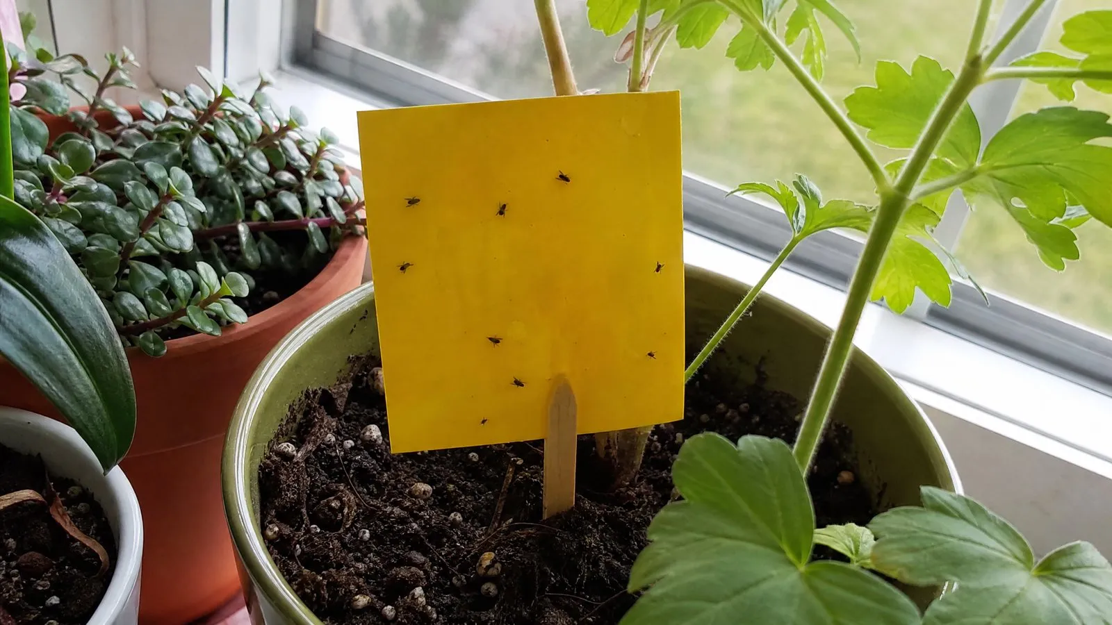 A yellow sticky trap stuck in the soil of a potted plant on a windowsill, dotted with small black gnats, with more potted plants nearby in natural light.
