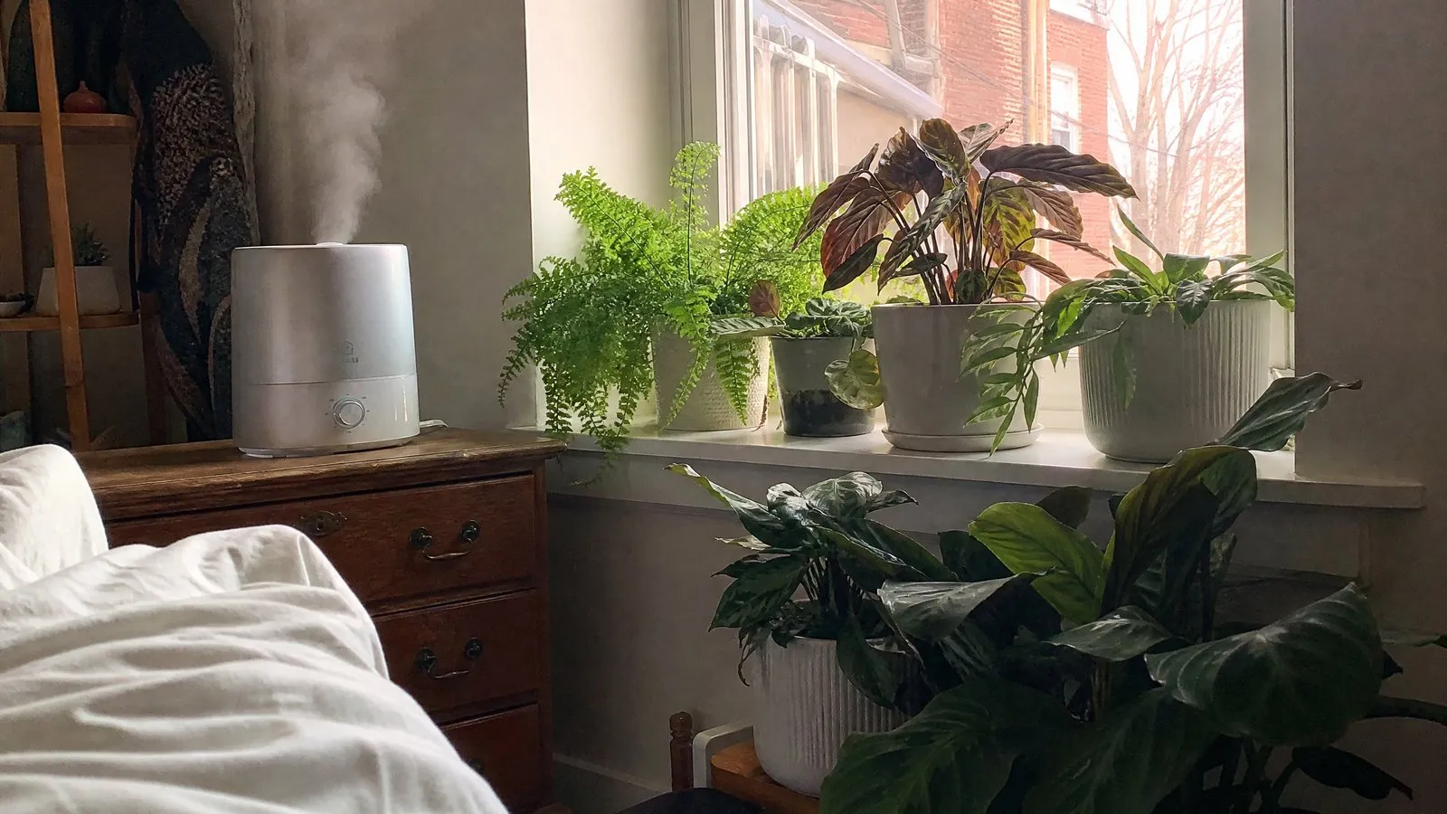 A winter apartment bedroom by the window where several ferns and prayer plants are grouped together beside a small humidifier releasing a fine white mist in soft natural light.
