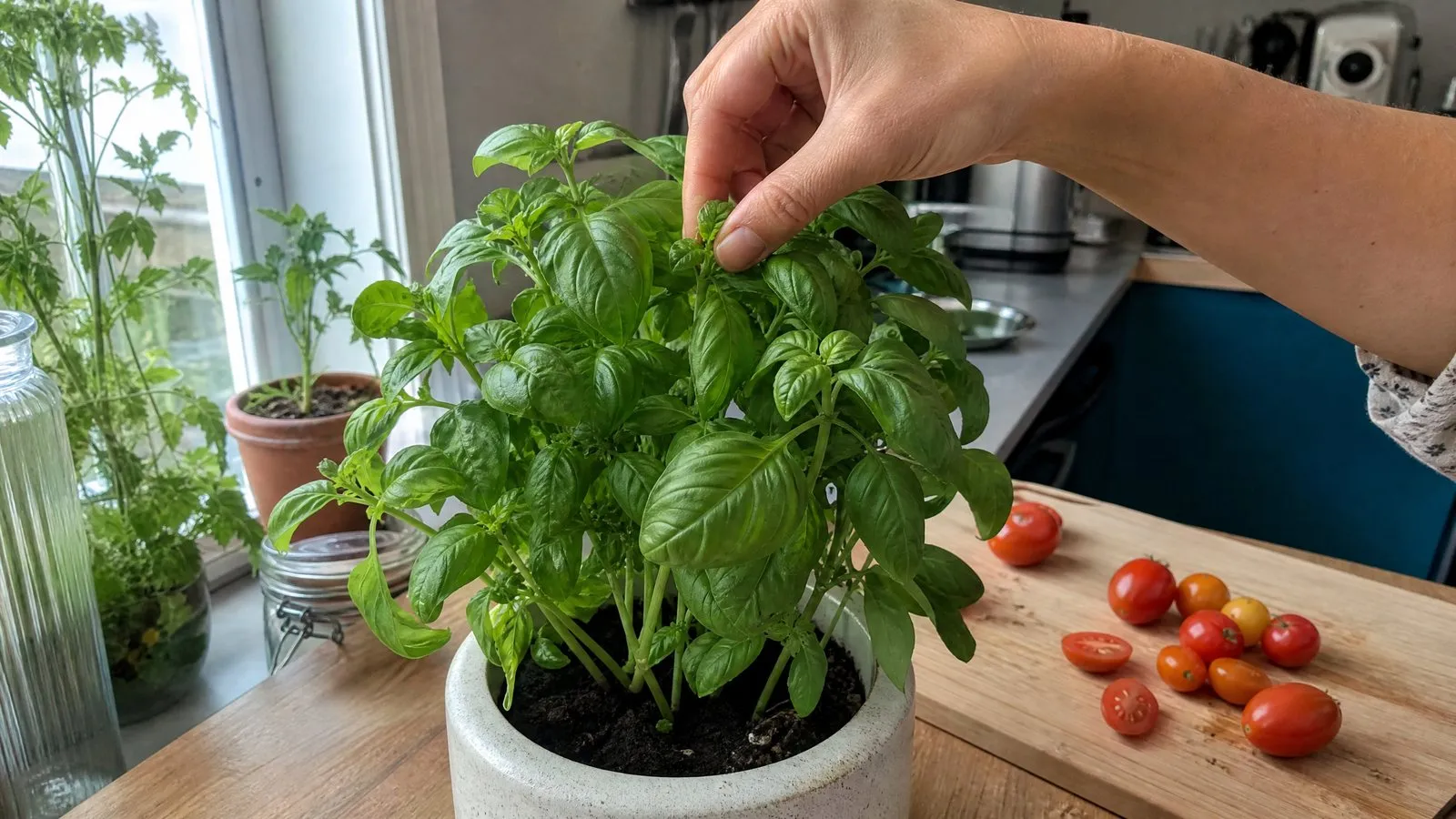 A lush, bushy basil plant on a kitchen counter with a hand pinching off the top shoot, next to a cutting board and tomatoes in natural window light, realistic photography.