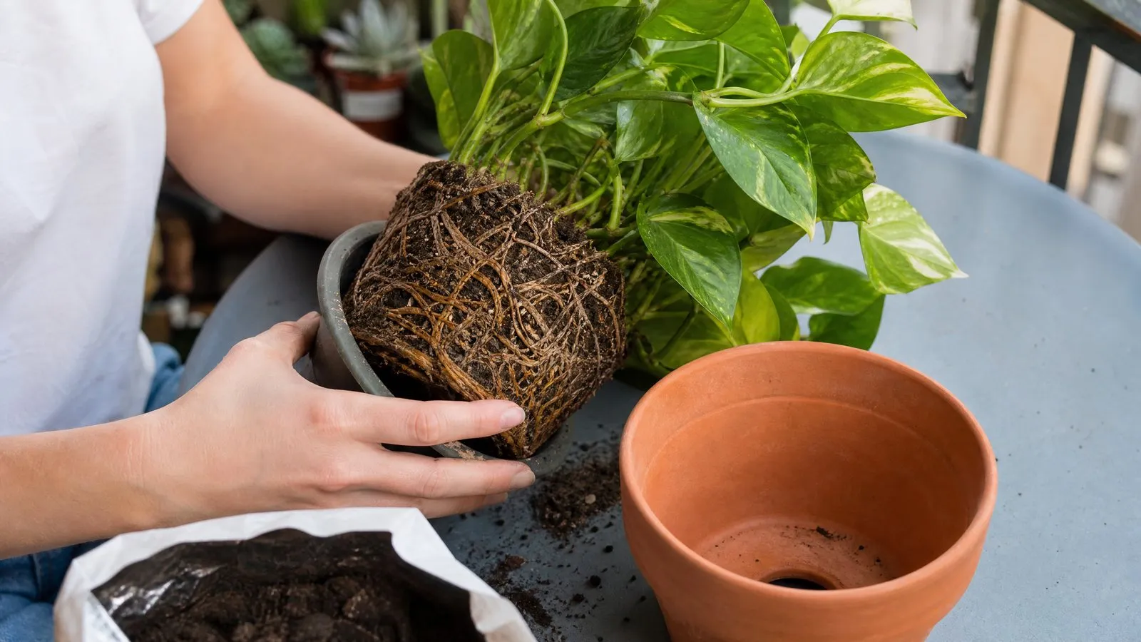 A pair of hands lifts a root-bound pothos from its old plastic pot on a small balcony table, the tangled root ball clearly visible, with a slightly larger terracotta pot and fresh soil waiting nearby in natural light.