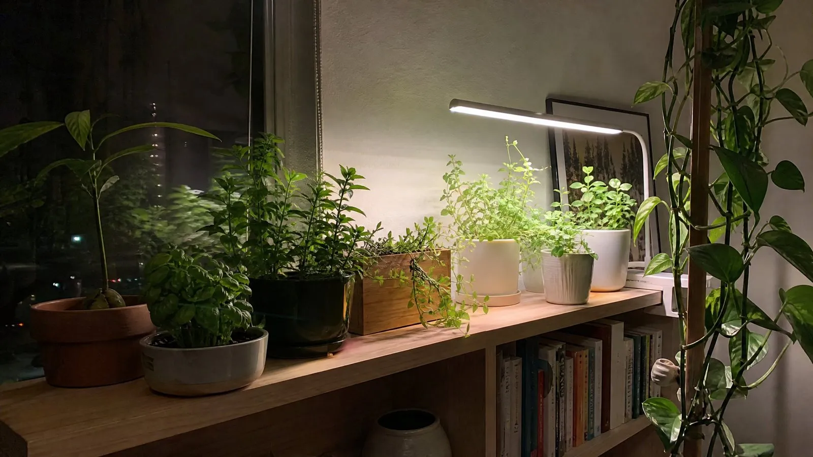 A row of white LED grow lights on a nighttime bookshelf illuminating several small potted houseplants and a pot of herbs, with the rest of the room dim and the light soft, in a realistic phone-photo style.