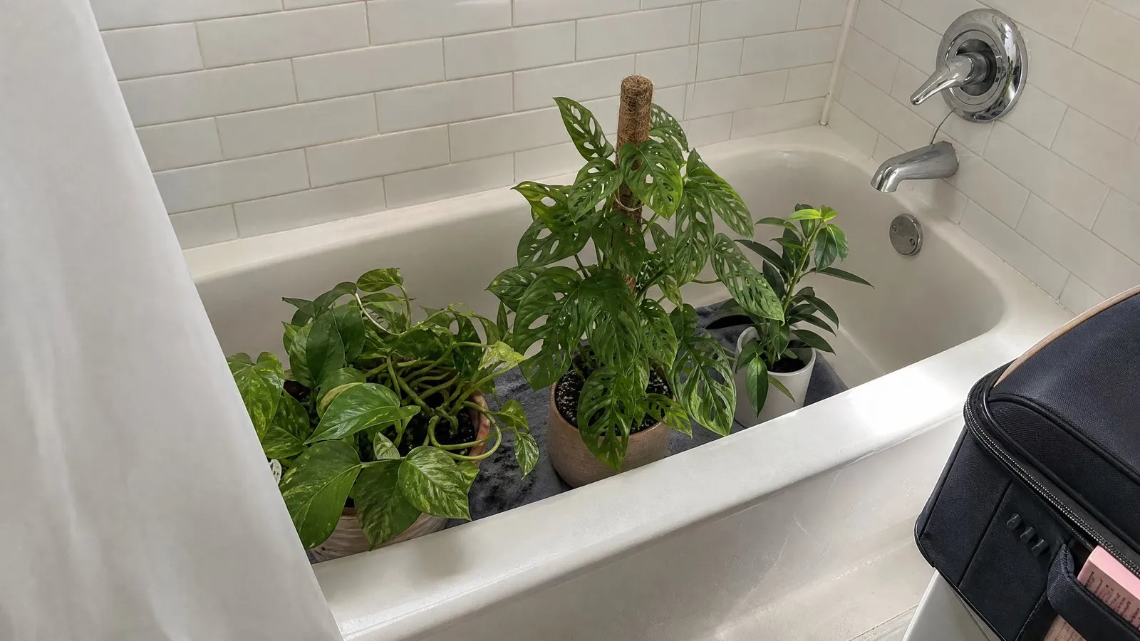 Several thoroughly watered potted green plants sitting on a damp towel in a bathtub, with the corner of a suitcase visible nearby in natural light, a real-life home scene.