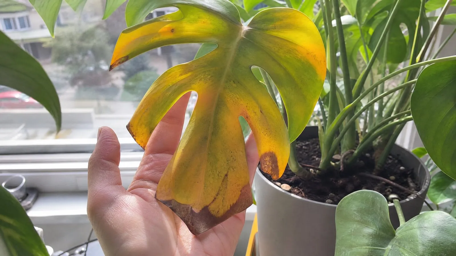 A hand cradling a single yellowing Monstera leaf, with the potted plant and a bright window softly out of focus behind it in natural light.