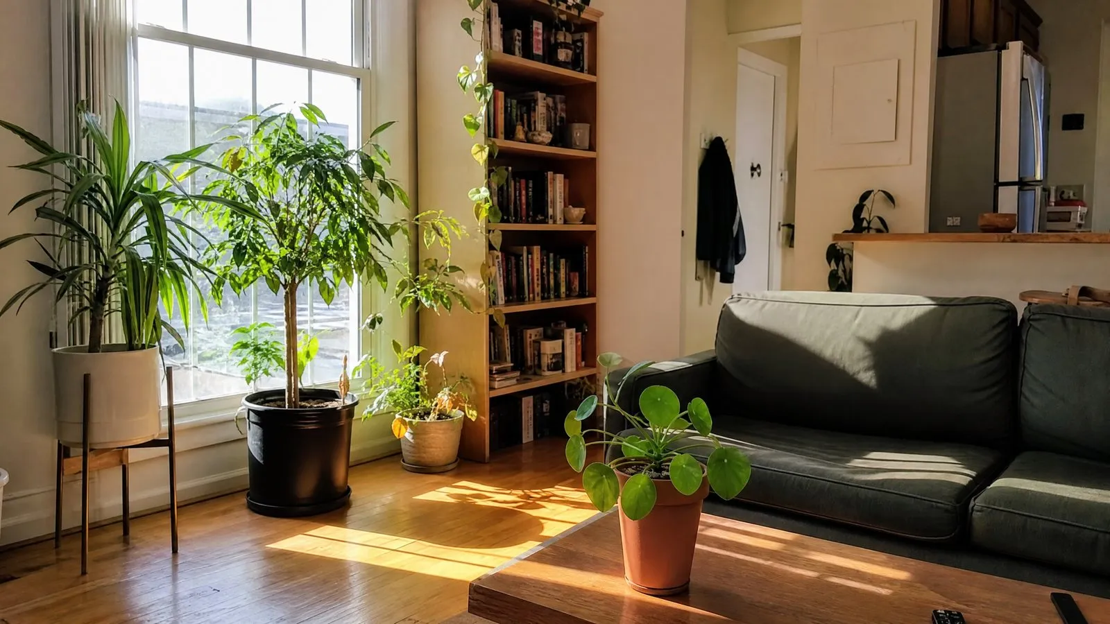 A south-facing apartment living room where sunlight slants through a window, casting a windowpane shadow on the wood floor, with potted green plants placed at varying distances from the glass in a realistic lifestyle photo.