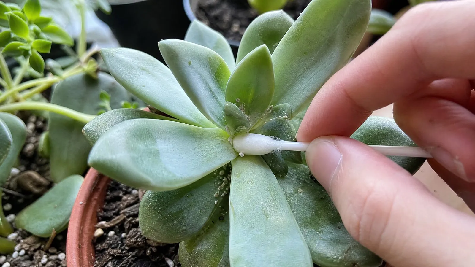 A hand holds an alcohol-dipped cotton swab wiping white cottony mealybugs from between the leaves of a succulent in a close-up natural-light photo.