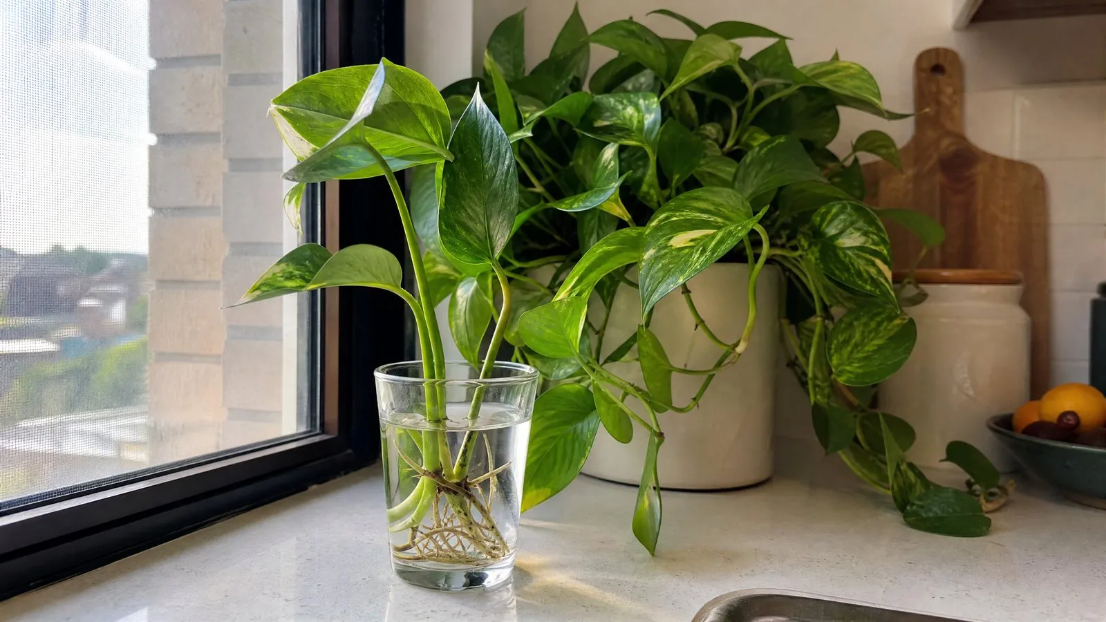 A clear glass jar on a kitchen windowsill holds several pothos cuttings with white new roots visible in the water, with a lush potted pothos behind it in soft morning light, realistic photography.