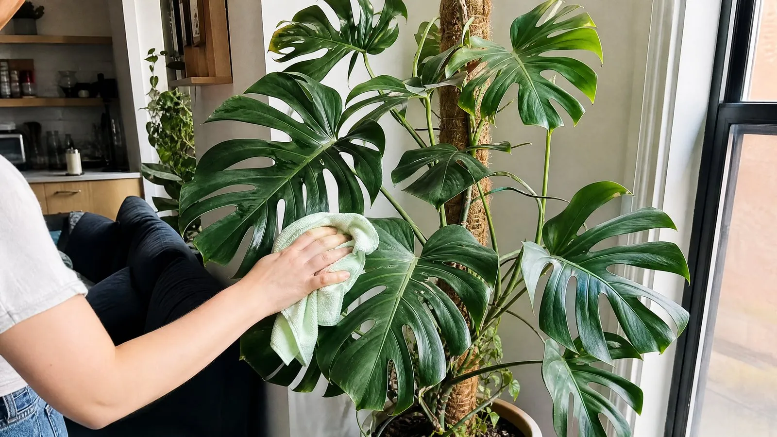 A large Monstera growing against a moss pole by an apartment living-room window, its leaves showing clear splits, while a hand wipes a leaf with a damp cloth in natural light.